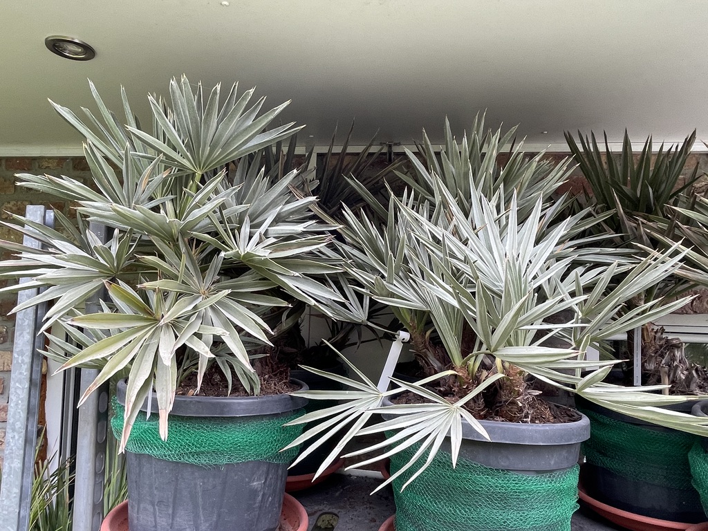 Trithrinax campestris